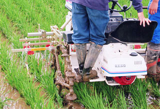 機会を利用した除草作業